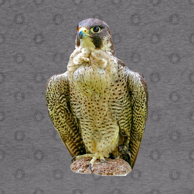 Peregrine falcon by dalyndigaital2@gmail.com